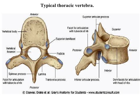 The distinct features of the thoracic vertebra. | Thoracic vertebrae