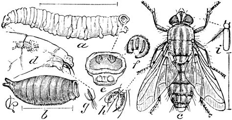 Sarracenia Flesh Fly Clipart Etc
