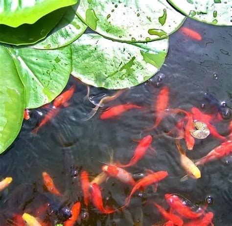 The Best Goldfish Plants For Ponds 2022 Edible And Inedible Pond Informer