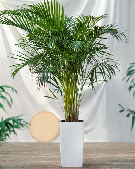 Table Palm Tree Gardening Landscaping Solutions Ph