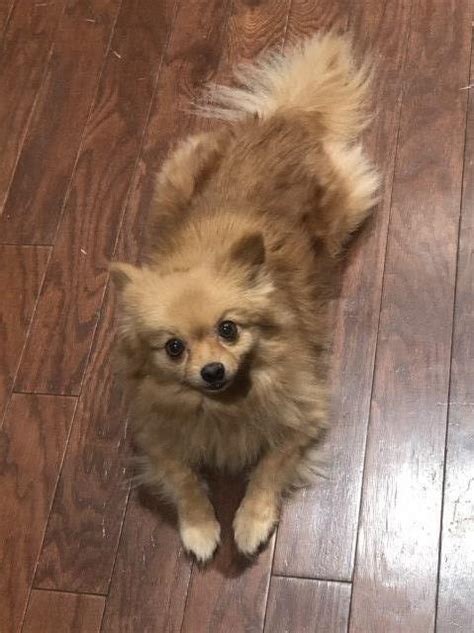Pomeranian breeders with over 10 years experience, offering 10 year guarantee! Pomeranian puppy dog for sale in Concord, North Carolina
