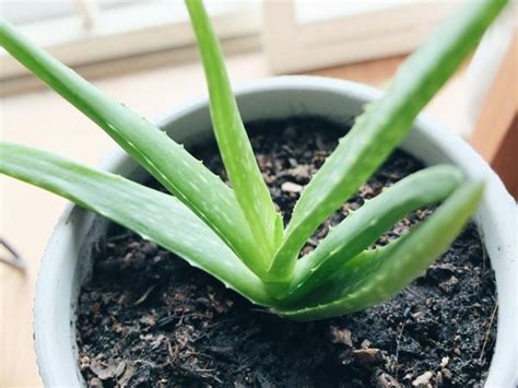 It originates from the arabian peninsula but grows wild in tropical climate around the world and is common names include chinese aloe, indian aloe, true aloe, barbados aloe, burn aloe, first aid plant. What makes Aloe Vera so special? - Essencia Air
