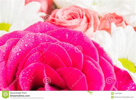 Closeup View Of Pink Roses With Flowers On Background Stock Image