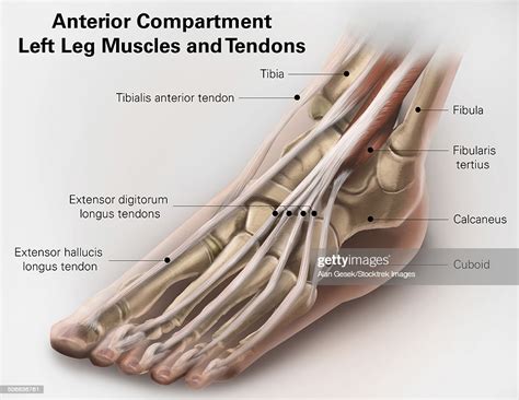 Though ligament and tendon conditions are fairly common in cats, they require prompt care in order for full mobility to. Anterior Compartment Anatomy Of Left Leg Muscles And Tendons stock illustration - Getty Images
