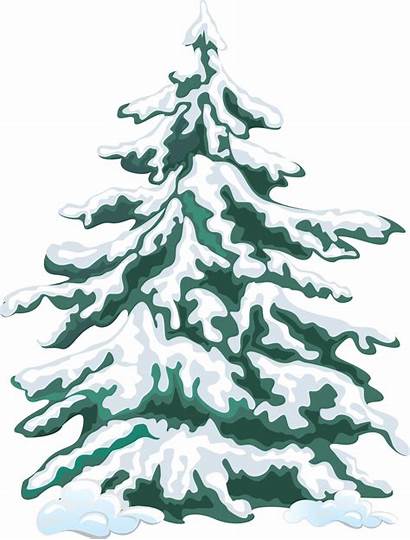 Clipart Covered Snow Tree Clip Winter Evergreen