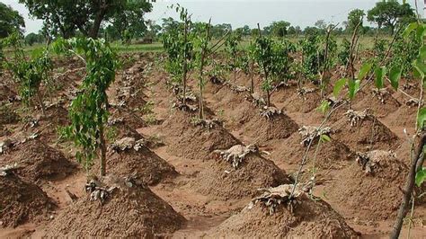 How To Start Yam Farming In Africa