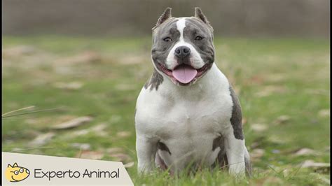El perro american bully - YouTube
