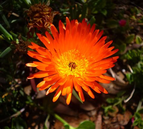 Luminous Orange Succulent Succulents Flower Photos Plants