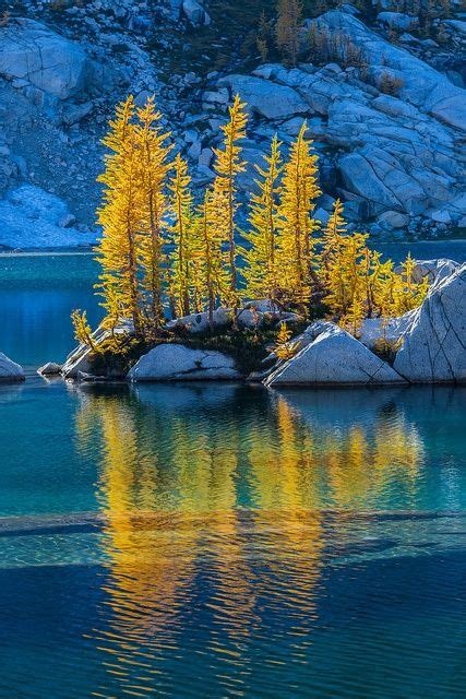 Backlit Alpine Larches At Crystal Lake In The Enchantments Tumblr