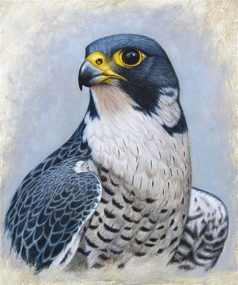 Falcon Paintings