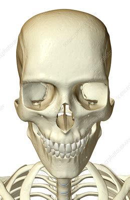 These bones are mostly located in the appendicular skeleton and include bones of the lower limbs and bones of the upper limbs (hand). The bones of the head and face - Stock Image - F001/5557 ...