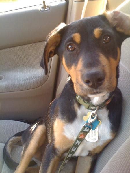 Stay updated about black cat with white paws. Lost Black/Brown-- White Chest, White paws Shepherd Mix ...