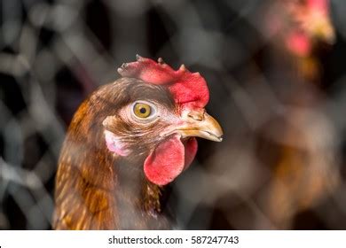 Turken On Transylvanian Naked Neck Chicken Stock Photo