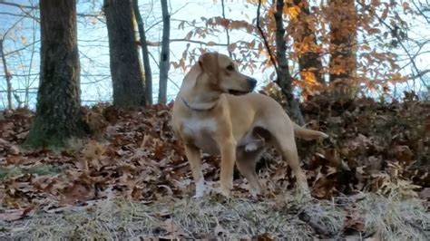 Mountain View Cur Greatdogsite