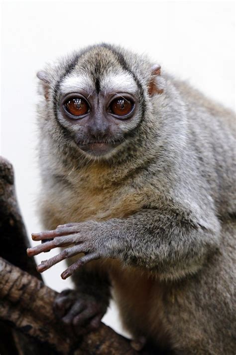 Panamanian Night Monkey Biology Profile Facts Primates Park