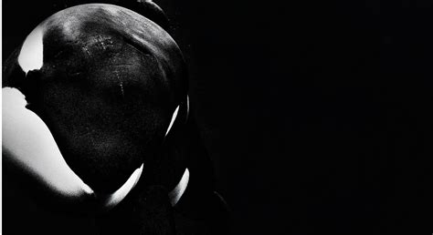 Orca Wallpaper And Background Image 1920x1047 Id541074 Wallpaper