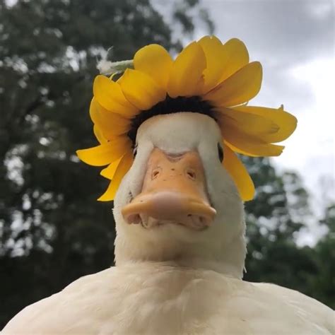 Always The Same Image Of A Duck With A Flower On Her Head D Posts