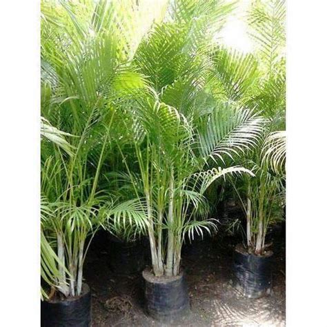 Areca Palm Tree At Rs 300 Pune Id 20257357730