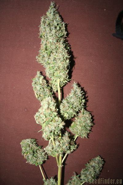 Original Haze X Skunk High Quality Seeds Cannabis Strain Gallery