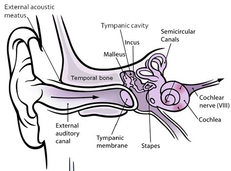 84 Auditory Ossicles Biology Libretexts