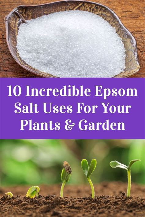 10 Incredible Epsom Salt Uses For Your Plants And Garden Epsom Salt