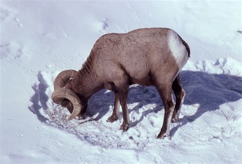 Feeding Habits California Bighorn Sheep
