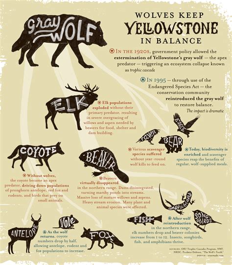 Infographic Wolves Keep Yellowstone In The Balance Earthjustice