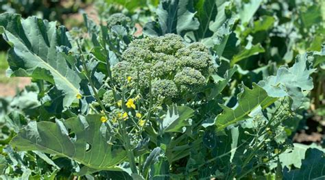 Broccoli Plant Bonnie Plants Foodie Fresh 25 Oz 2 Pack In Pot