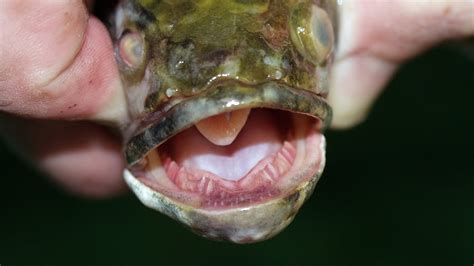 Invasive Fish That Can Breath Air Survive On Land Found In Georgia