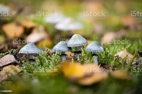 Closeup Of Stropharia Aeruginosa Commonly Known As The Verdigris Agaric