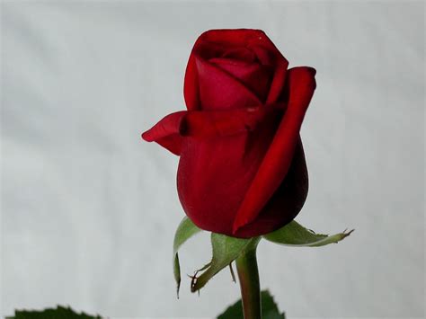 Filered Rose Stock Image