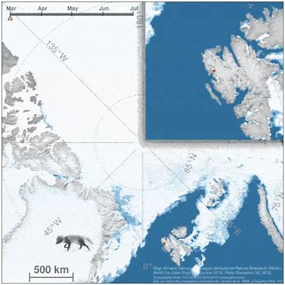 Fox Arctic Map Polar Norway Epic Journey