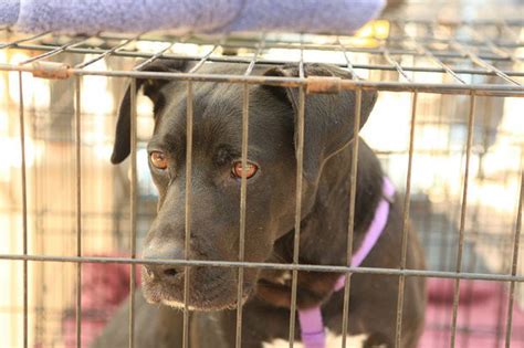 2 Indicted On Charges In Connection With Interstate Dog Fighting Ring