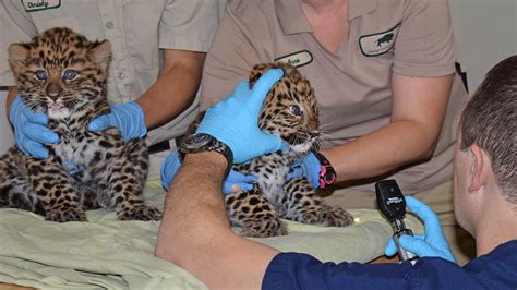 2 Endangered Amur Leopard Cubs Born At Brookfield Zoo Abc7 Chicago