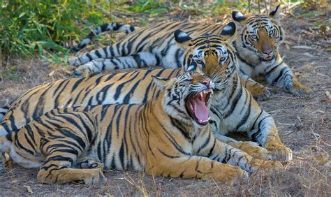 Bengal Tigers Bandhavgarh National Photograph By Art Wolfe Fine Art