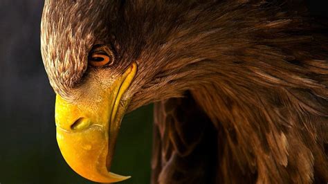 golden eagle hd wallpapers 1080p
