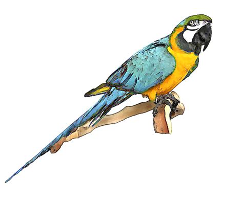Scarlet Macaw Clipart Macaw Bird Pencil And In Color Scarlet Macaw