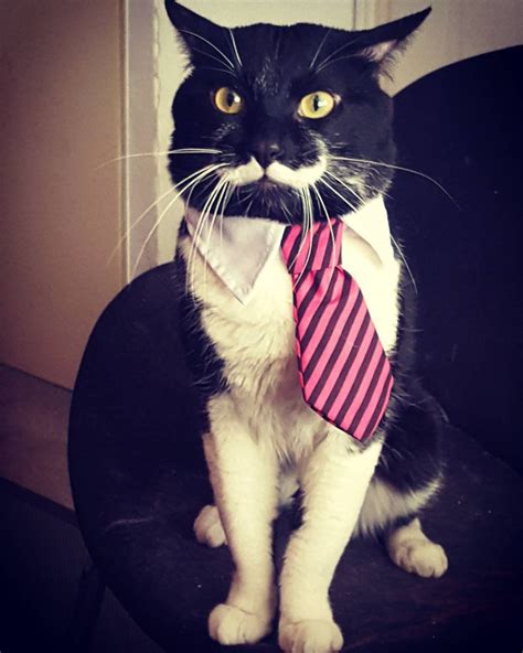 man finds tuxedo cat with purrfect stache and gentle heart love meow