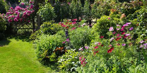 10 Best Low Maintenance Bushes And Shrubs — Easy Garden Plant Ideas