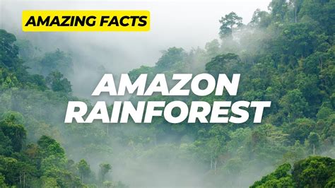 Amazing Facts The Amazon Rainforest Youtube