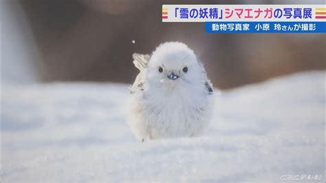 「雪の妖精」シマエナガの写真展が名古屋で開催 『the Time』のマスコットキャラクターにも202285 Youtube