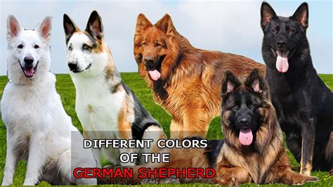 9 Different Colors Of The German Shepherd Dog Youtube