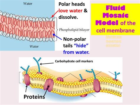 Ppt Cell Membrane Structure Function And Cell Transport Ms Kim