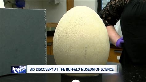 Museum Discovers A Priceless Egg In Their Collection Youtube
