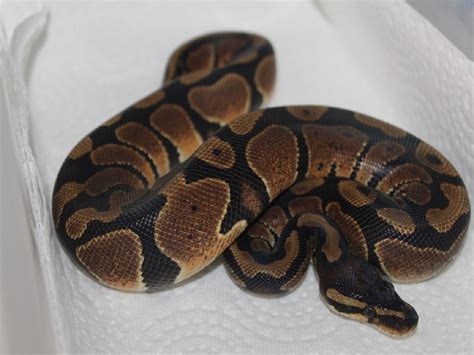 Red Gene Morph List World Of Ball Pythons