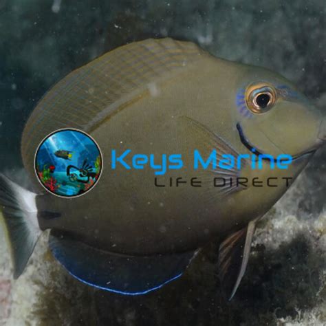 Tangs Keys Marine Life Direct
