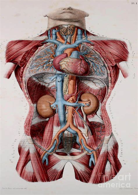 Medically accurate visual and written online content for students detailed medical description and easy access to key areas. Anatomy human body old anatomical 29 Painting by Boon Mee