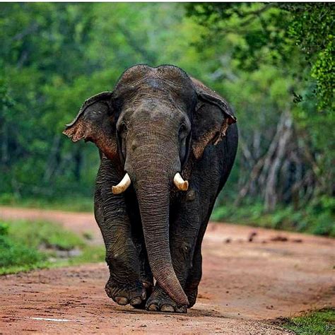 Elephant In Sri Lanka In 2021 Elephant Cute Baby Elephant Animals