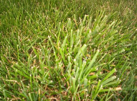 Remove Thick Blade Grass Clumps In Prg Lawn Lawn Care Forum