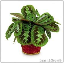 15 cat safe plants that are easy to look after! Prayer Plant Additional Common Names: Maranta Scientific ...